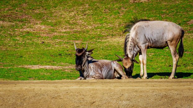 Wildebeest, also called Gnu, plays on the meadow.