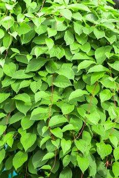 A background of solid green leaves on red meshes. Abstraction from greening plants. Backdrop, substrate, texture for postcards, presentations, screensavers, captions, inscriptions or desktop wallpaper