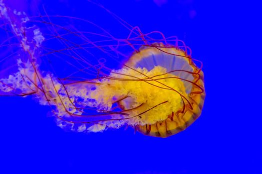 Jellyfish are marine invertebrates belonging to the Scyphozoan class, and in turn the phylum Cnidaria.