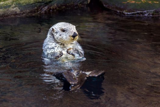Close up shot of a sea otter.