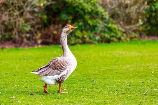 Emden Goose stroll across the meadow, with head held up high.