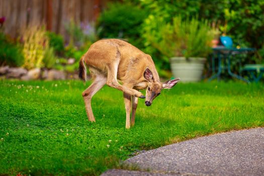 Wild mule deer strides in suburban backyard, scratching head with rear hoof.