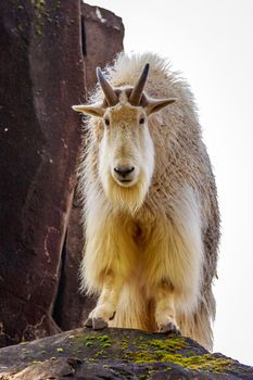 A white mountain goat standing on the rock, right after rainfall.