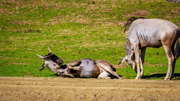 Wildebeest, also called Gnu, plays on the meadow.