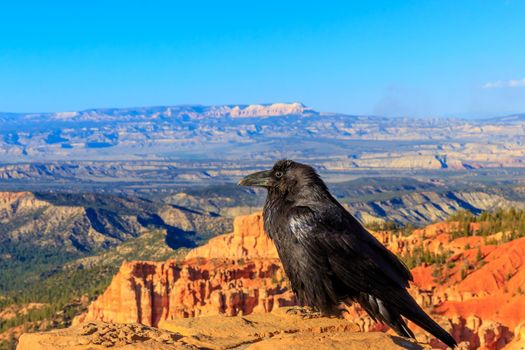 Common Raven (Corvus corax) perched on stone wall at Bryce Canyon National Park