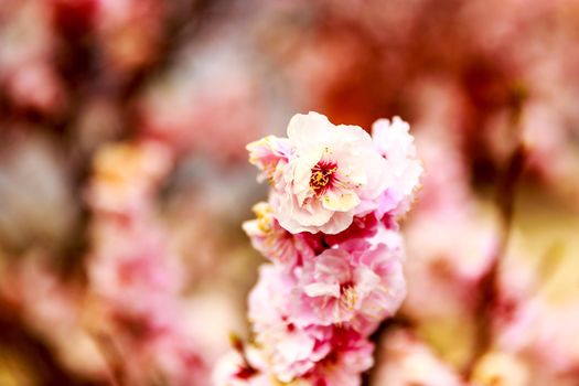 Plum flowers in blossom, Beijing Botanic Garden.