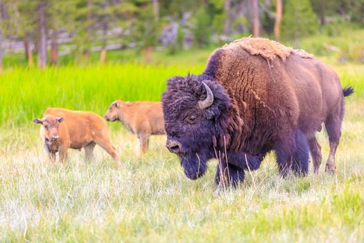 Adult Bison wanders inside Yellowstone National Park