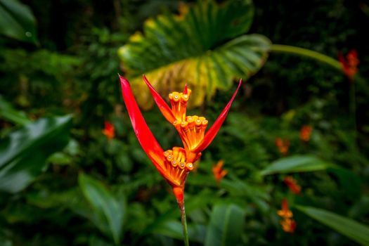 Orange heliconia flower blooms in the tropical botanical garden in Hawaii.