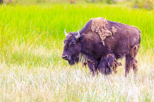 Adult Bison wanders inside Yellowstone National Park