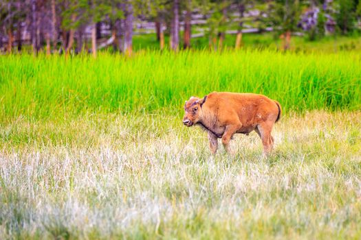 Bison calf walking in Yellowstone National Park.