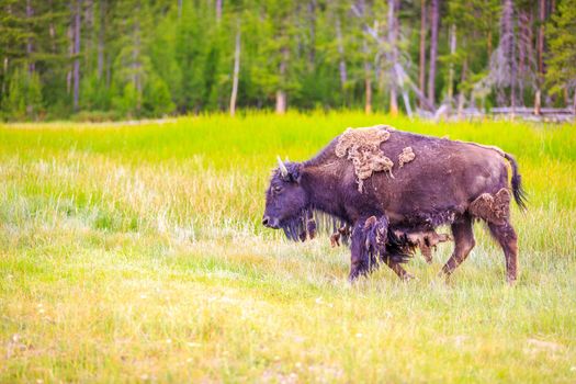 Adult Bison wanders inside Yellowstone National Park