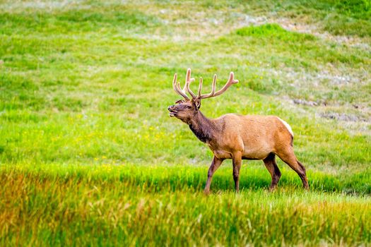 Male Elk wandering inside Yellowstone National Park