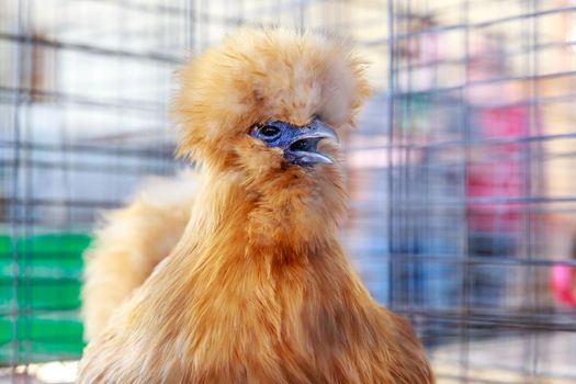 Orange color Polish crested chicken on exhibition in a cage.