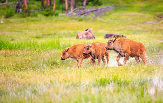 Three Bison calves walking in Yellowstone National Park.  Some adult bison in the far background, relaxing.