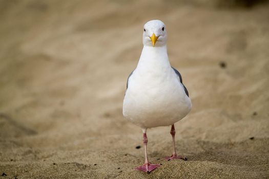 Curious Seagull wanders on sand beach, looking into the camera.