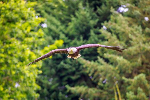 A Bald Eagle gliding in the air, with wings fuly spreaded.