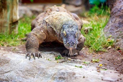 Komodo dragon wander with tongue hanging.