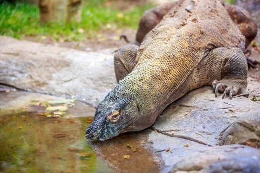 Komodo dragon drinks water from small pond.