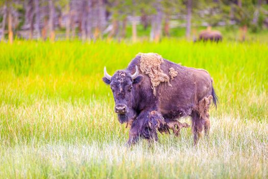 Adult Bison wanders inside Yellowstone National Park