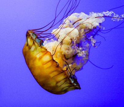 Jellyfish are marine invertebrates belonging to the Scyphozoan class, and in turn the phylum Cnidaria.