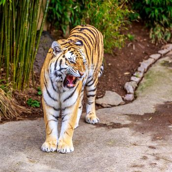 Close up of Amur Tiger (Panthera tigris altaica).