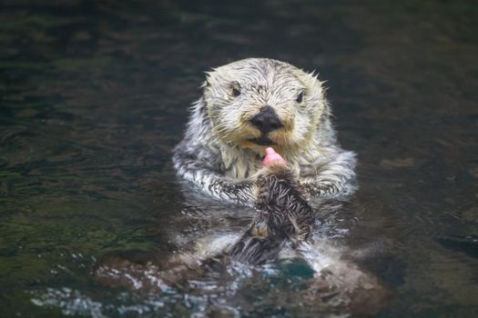 A sea otter enjoys leisure time in water.