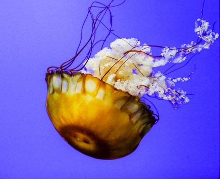 Jellyfish are marine invertebrates belonging to the Scyphozoan class, and in turn the phylum Cnidaria.