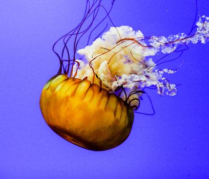 Jellyfish are marine invertebrates belonging to the Scyphozoan class, and in turn the phylum Cnidaria.