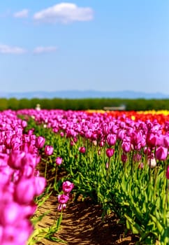 Colorful tulips in full blossom in the field.