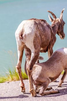 Mountain Goat in Jasper National Park, Alberta Canada
