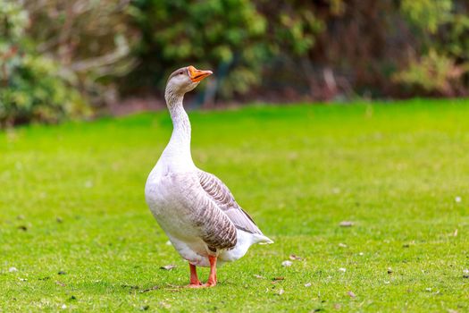 Emden Goose stroll across the meadow, with head held up high.