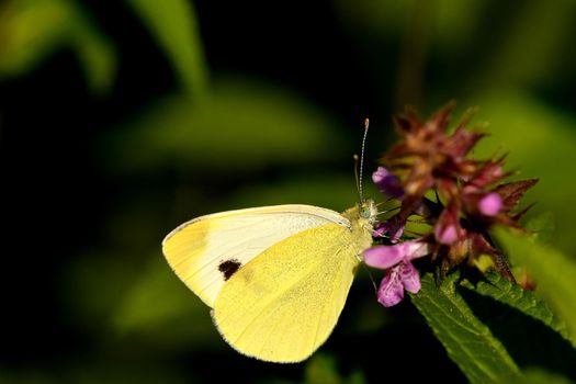 cabbage butterfly on a flower