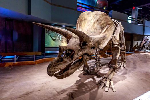 Drumheller, AB Canada - AUGUST 14, 2014: Triceratops fossil is on exhibition in Royal Tyrrell Museum of Palaeontology.