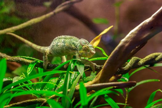 A panther chameleon walking along the tree branch.