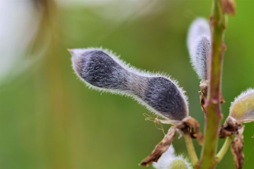 Closeup of a black ripe lupine pod against a blurred green background