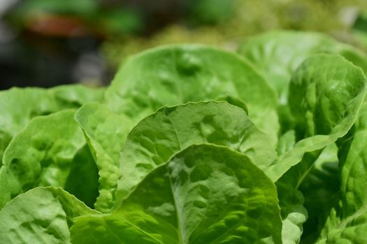 green pick salad as a close-up