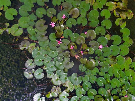 Aquatic plants background. Top view of Nymphaea Black Princess hardy water lily. Drone photography. Nature photography.
