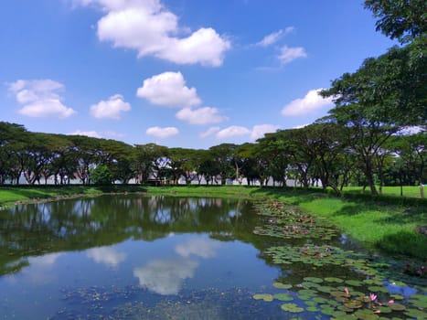 Nymphaea or water lilly on the lake against the trees in Surabaya, Indonesia. Nature Photography. Landscape. Copy space.