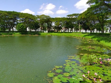 Nymphaea or water lilly on the lake against the trees in Surabaya, Indonesia. Nature Photography. Landscape. Copy space.