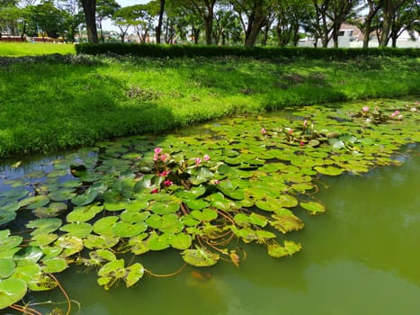 Nymphaea or water lilly on the lake against the trees in Surabaya, Indonesia. Nature Photography. Landscape. Copy space.