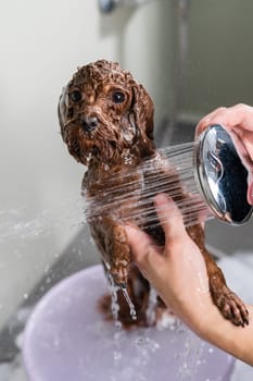 Woman washing brown mini toy poodle in grooming salon