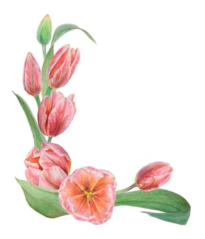 Pink tulips painted in watercolor, realistic botanical hand drawn illustration isolated on white background for design, wedding print products, paper, invitations, cards, fabric, posters, card for Mother's day, March 8, Easter, festivals