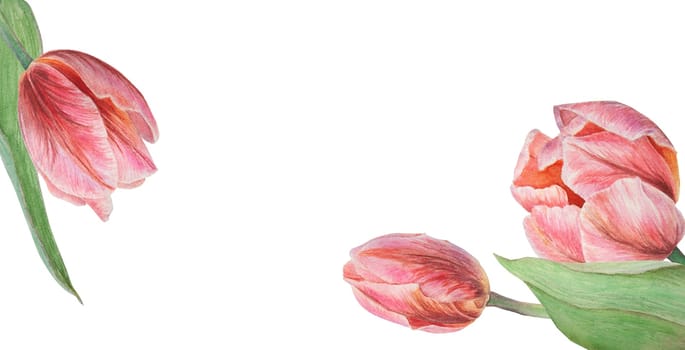 Pink tulips painted in watercolor, realistic botanical hand drawn illustration isolated on white background for design, wedding print products, paper, invitations, cards, fabric, posters, card for Mother's day, March 8, Easter, festivals