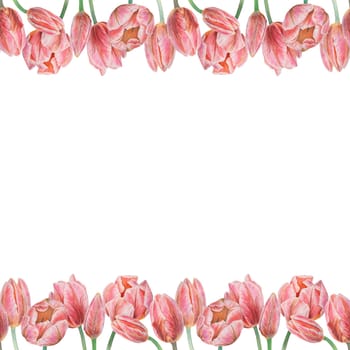 Pink tulips seamless border painted in watercolor, realistic botanical hand drawn illustration isolated on white background for design, wedding print products, paper, invitations, cards, fabric, posters, card for Mother's day, March 8, Easter, festivals