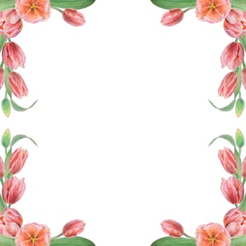 Pink tulips frame painted in watercolor, realistic botanical hand drawn illustration isolated on white background for design, wedding print products, paper, invitations, cards, fabric, posters, card for Mother's day, March 8, Easter, festivals