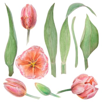 Set of pink tulips elements painted in watercolor, realistic botanical hand drawn illustration isolated on white background for design, wedding print products, paper, invitations, cards, fabric, posters, card for Mother's day, March 8, Easter, festivals