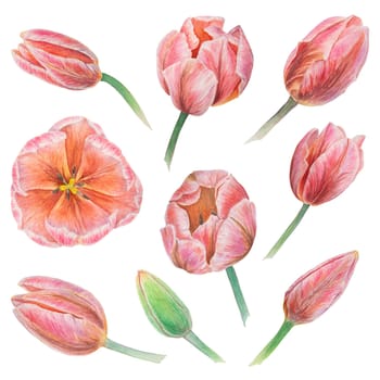 Set of pink tulips elements painted in watercolor, realistic botanical hand drawn illustration isolated on white background for design, wedding print products, paper, invitations, cards, fabric, posters, card for Mother's day, March 8, Easter, festivals