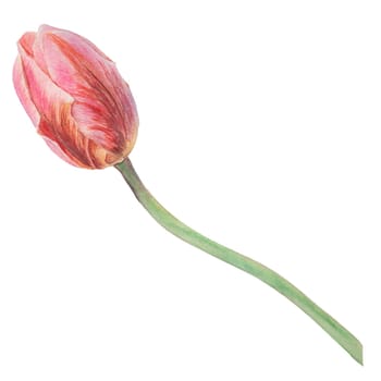 Pink tulip painted in watercolor, realistic botanical hand drawn illustration isolated on white background for design, wedding print products, paper, invitations, cards, fabric, posters, card for Mother's day, March 8, Easter, festivals