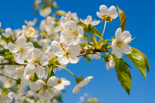 Spring cherry, flowering branches, against the blue sky. Selective focus