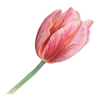 Pink tulip painted in watercolor, realistic botanical hand drawn illustration isolated on white background for design, wedding print products, paper, invitations, cards, fabric, posters, card for Mother's day, March 8, Easter, festivals